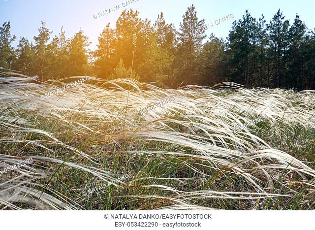 steppe feather grass, Ukraine, summer day