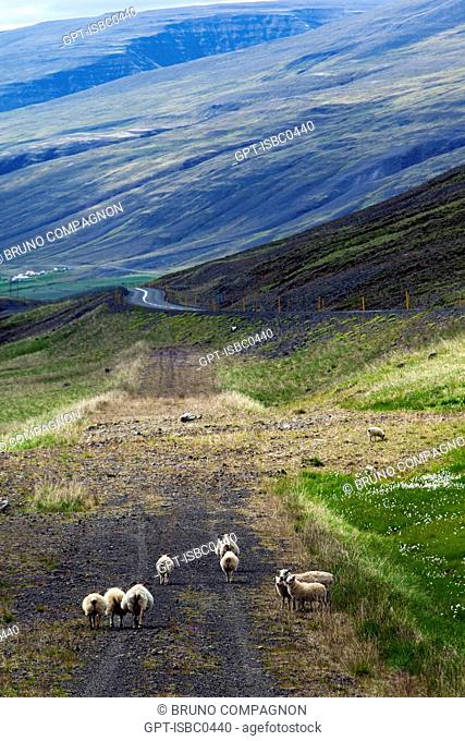ICELANDIC SHEEP IN THE REGION OF VARMAHLID, NORTHERN ICELAND, EUROPE