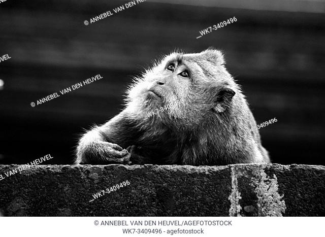 Portrait of monkey in the wild in Bali jungle, black and white portrait