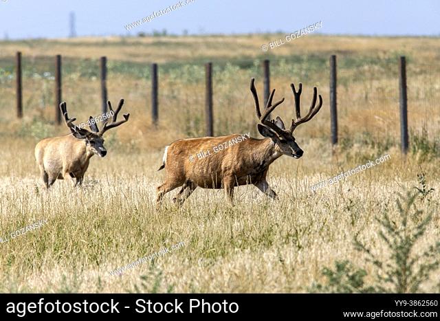Mule deer (Odocoileus hemionus) bucks - Rocky Mountain Arsenal National Wildlife Refuge, Commerce City, near Denver, Colorado