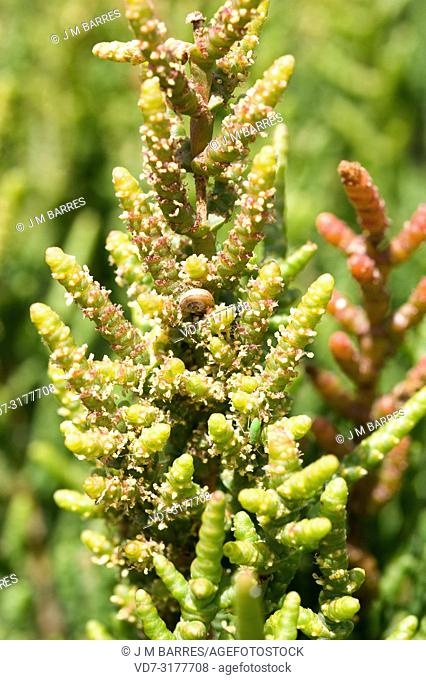 Glasswort, saltwort or samphire (Sarcocornia fruticosa, Salicornia fruticosa or Arthrocnemum fruticosum) is an halophyte shrub native to Mediterranean Basin...
