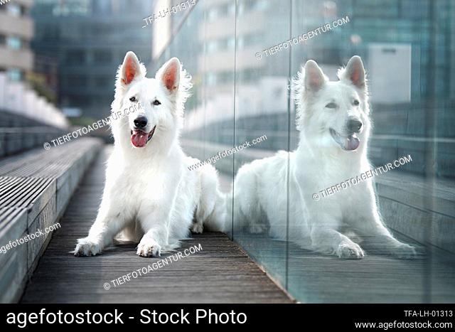 longhaired Berger Blanc Suisse