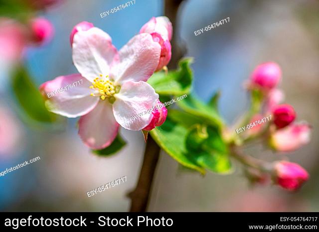 Zartrosa Apfelblüten im Frühlingsgarten im Sonnenlicht. Blossom of the apple tree in the spring garden on a sunny day