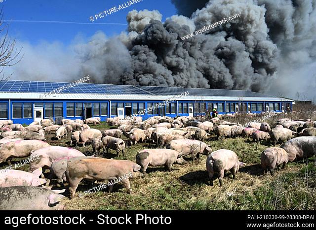 30 March 2021, Mecklenburg-Western Pomerania, Alt Tellin: A fire broke out in a large pig farm in Alt Tellin (Vorpommern-Greifswald)