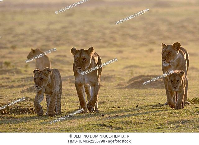 Kenya, Masai Mara Reserve, Lioness and her cub is déplcaçant in Savannah