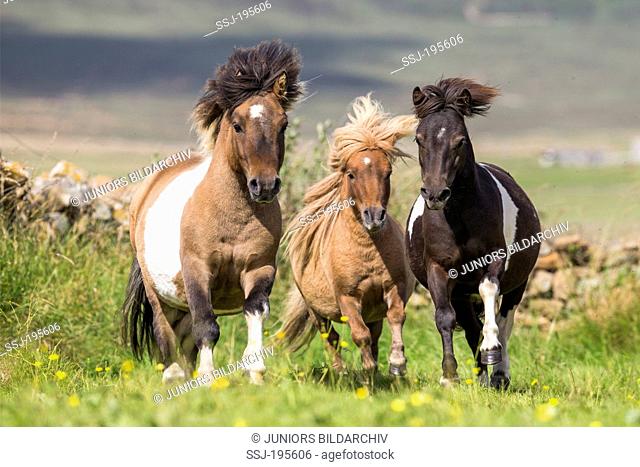 Shetland Pony Three young stallions galloping on a meadow Shetlands, Unst