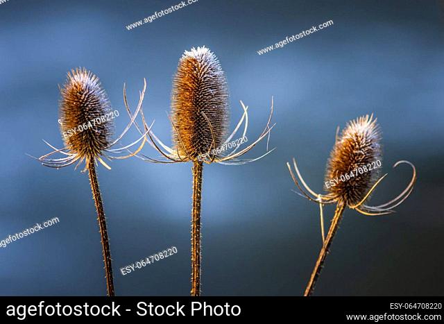 Thistle seed head with frost on top