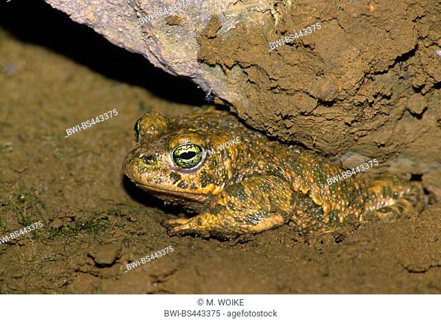 natterjack toad, natterjack, British toad (Bufo calamita), sitting under a stone, Germany, North Rhine-Westphalia