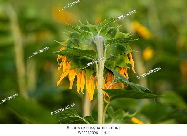 verwelkte Sonnenblume