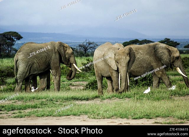Africa, Amboseli National Park, Atlantic Ocean, East Africa