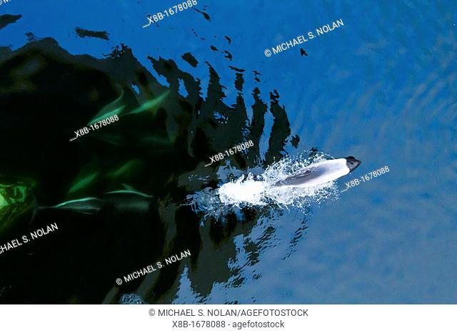 Adult Peale's dolphin Lagenorhynchus australis and Commerson's dolphin Cephalorhynchus commersonii bow-riding the National Geographic Explorer near New Island...