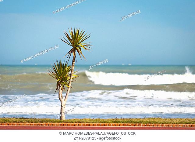 Summer scene. Palms on the beach of Peniscola Spain