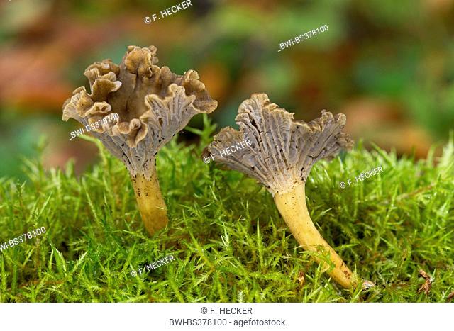 Trumpet Chanterelle, Yellowfoot, winter mushroom, Funnel Chanterelle (Craterellus tubaeformis, Cantharellus infundibuliformis, Cantharellus tubaeformis)