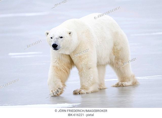 Polar Bear (Ursus maritimus) walking over the ice, Churchill, Manitoba, Canada