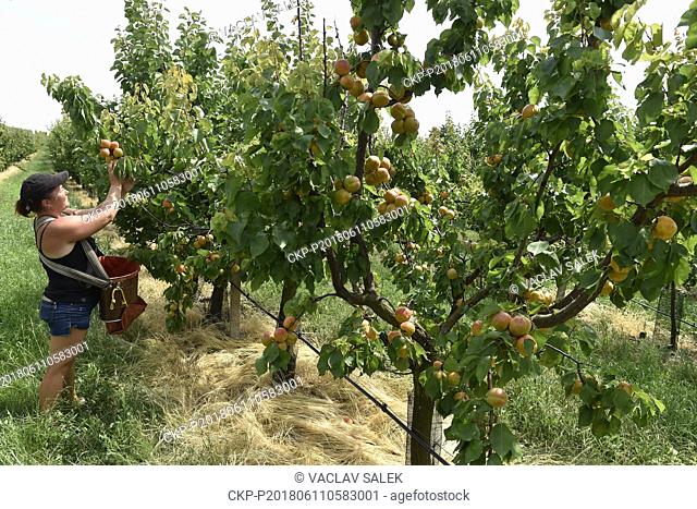 Employees of company Ovocnarstvi Jansta harvest apricots in Velke Bilovice, Czech Republic on June 11, 2018. (CTK Photo/Vaclav Salek)