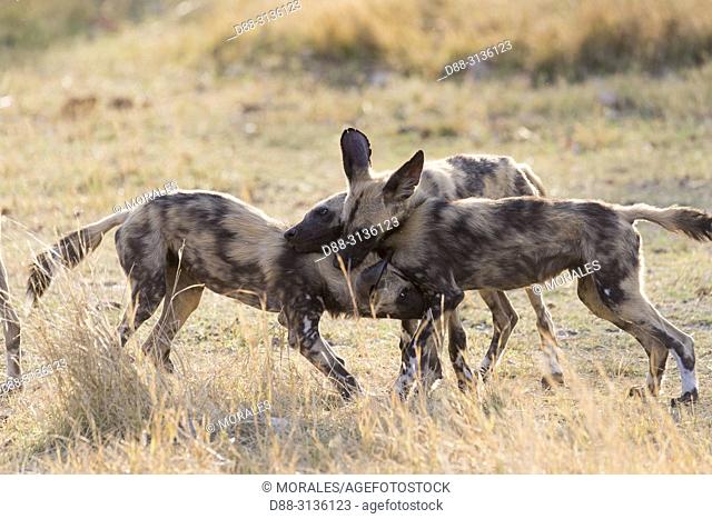 Africa, Southern Africa, Bostwana, Moremi National Park, African wild dog or African hunting dog or African painted dog (Lycaon pictus), group