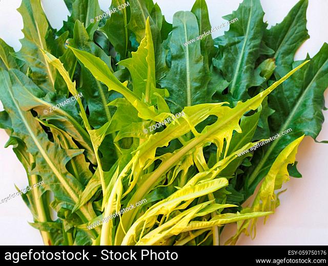 Green Catalonian chicory lettuce salad aka Italian Dandelion