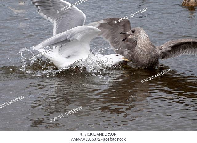 Glaucous-Winged Gulls (Larus Glaucescens) Adult Aggressing Toward Subadult, Western Washington