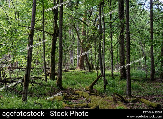 Rich deciduous forest in springtime light, Bialowieza Forest, Poland, Europe