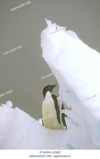 Adelie-Penguin-commuting-(Pygoscelis-adeliae), -Ross-Sea, -Antarctica