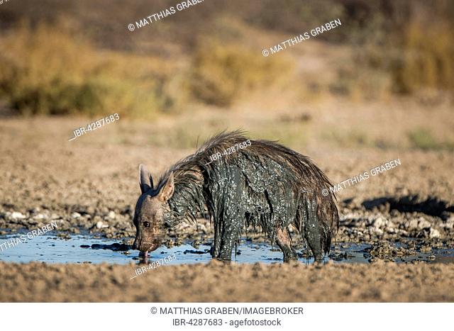 Brown hyena (Hyaena brunnea) drinking at waterhole after mud bath, Kgalagadi Transfrontier Park, Northern Cape, South Africa