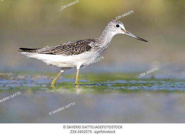 Greenshank (Tringa nebularia), side view of an adult standing in the water, Campania, Italy
