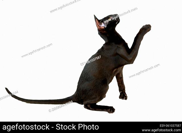 Black purebred oriental cat little kitten isolated on white background