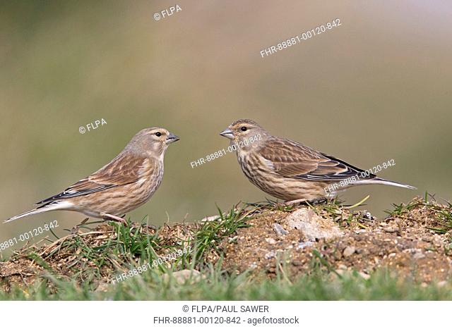 Linnet (Carduelis cannabina) adult pair, winter plumage, standing on ground, Suffolk, England, UK, march