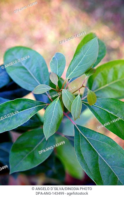 Medicinal plant , Indian common name Kapur , botanical name Cinnamomum Camphora