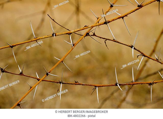 Thorns of a camelthorn treees (Acacia erioloba), Reserve de Bandia, Thiès region, Senegal