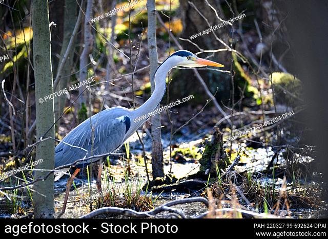 27 March 2022, Hamburg: A gray heron stands in the sunshine in the Eppendorf marsh, looking out for frogs. Photo: Jonas Walzberg/dpa