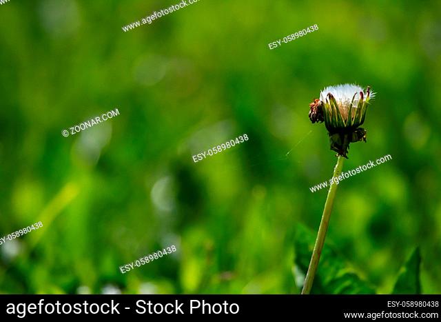 Beautiful white dandelion flowers in green grass. Meadow with dandelion flowers. Field flowers. Deflorate dandelions. Nature field flowers in meadow