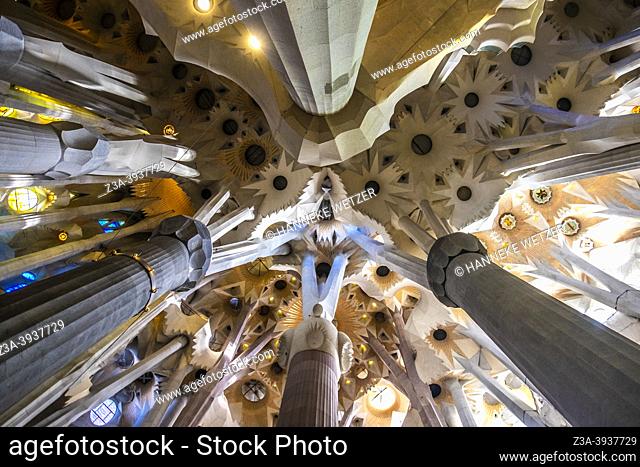 The famous ceiling with pillars inside the Sagrada Familia by Antoni Gaudi in Barcelona, Spain, Europe
