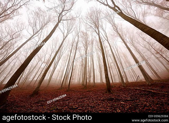 Foggy forest in the autumn, low angle view