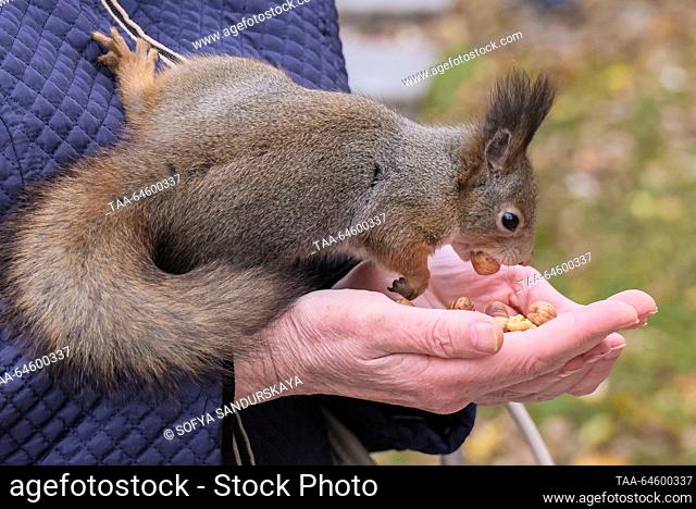 RUSSIA, MOSCOW - NOVEMBER 9, 2023: A woman feeds a squirrel in Tsaritsyno Park in autumn. Sofya Sandurskaya/TASS