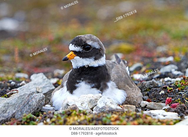 Norway , Spitzbergern , Svalbard , Ny-Alesund , Common Ringed Plover or Ringed Plover Charadrius hiaticula , on the nest