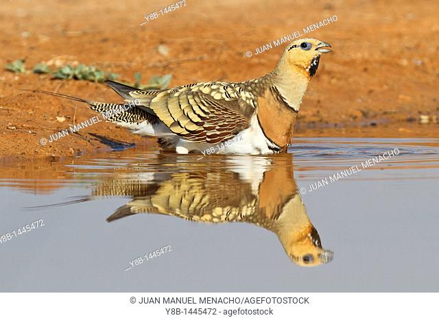 Pin-tailed Sandgrouse (Pterocles alchata) male, Aragon, Spain