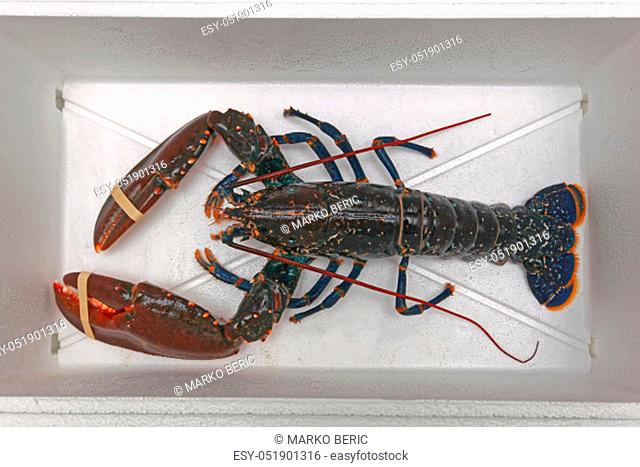 Big Live Lobster Crustacean in Cooler Box