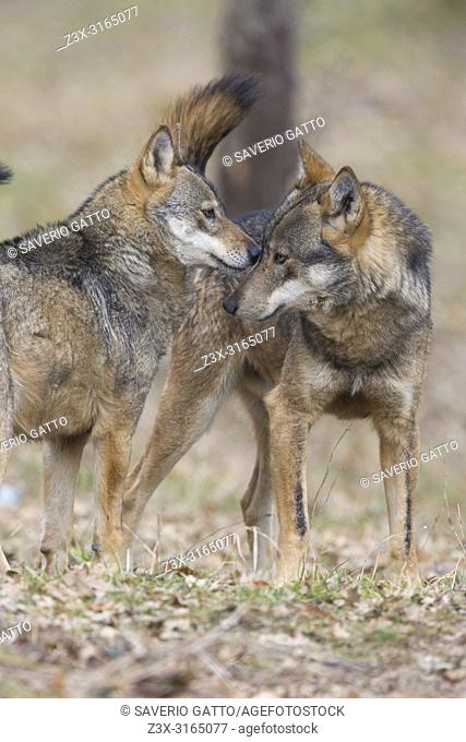 Italian Wolf (Canis lupus italicus), captive animals sniffing each other, Civitella Alfedena, Abruzzo, Italy