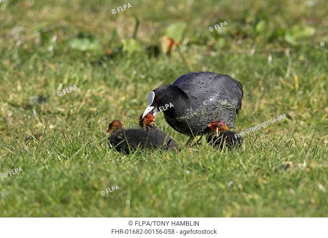 Common Coot Fulica atra adult, lifting chick by head, unusual behaviour, England