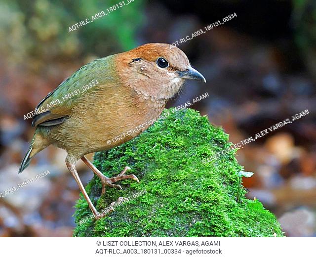 Rusty-naped Pitta perched on rock, Rusty-naped Pitta, Hydrornis oatesi