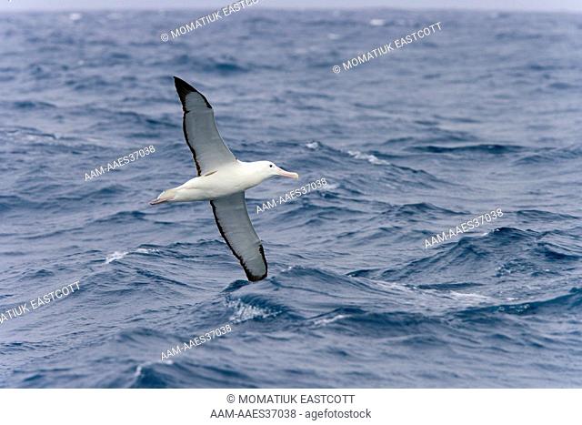 Wandering Albatross (Diomedea exulans) adult, glides over Southern Ocean near Antarctic Convergence line looking for fish, its 11' wing span catching updrafts