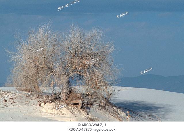 Rio Grande Cottonwood in desert, White Sands national monument, New Mexico, USA