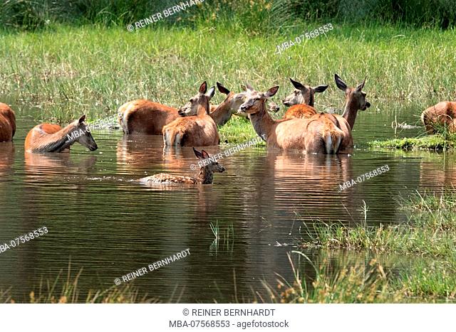 Group of red deer in water, Cervus elaphus