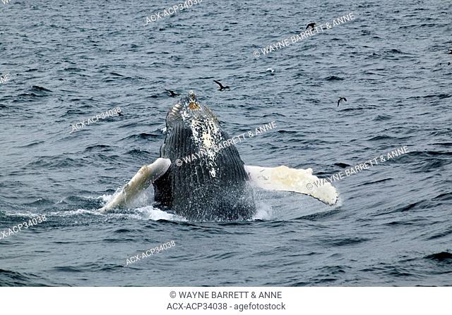 Breaching Humpback Whale Megaptera novaeangliae in Witless Bay Ecological Reserve, Newfoundland and Labrador, Canada