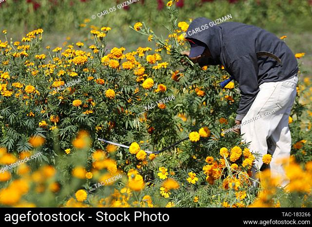 COPANDARO, MEXICO - OCTOBER 28: Farmers harvest the marigold (cempasuchil), which were planted in mid-June so that they can be harvested at the end of October