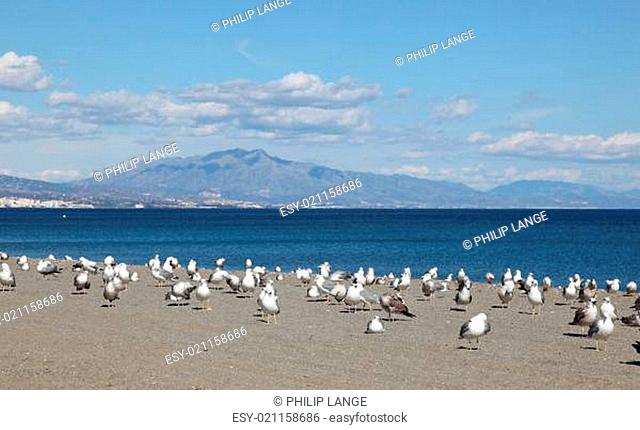 Seagulls on the beach. Costa del Sol, Andalusia Spain