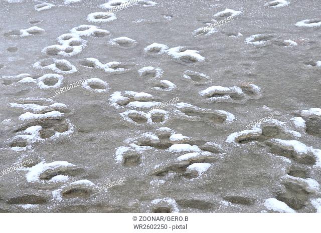 Tracks frozen in the water