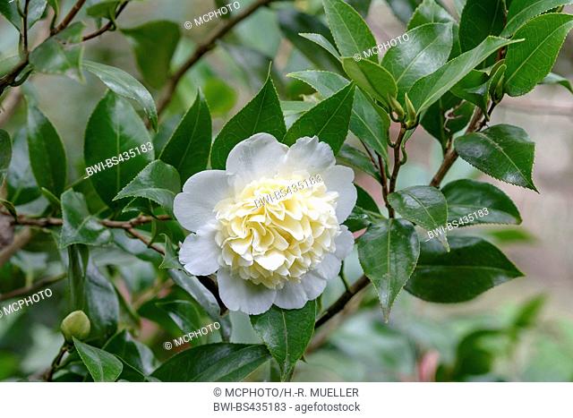 Japanese camellia (Camellia japonica 'Brushfield's Yellow', Camellia japonica Brushfield's Yellow), cultivar Brushfield's Yellow
