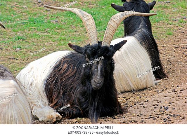 Hair loss in Angora goats